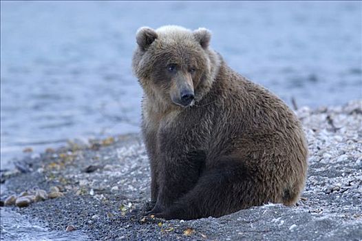 棕熊,坐,一个,岸线,布鲁克斯河,国家公园,阿拉斯加,美国