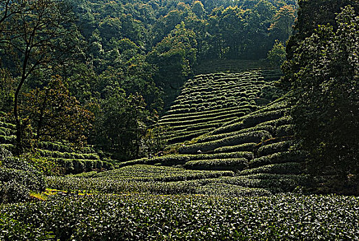 杭州龙井村