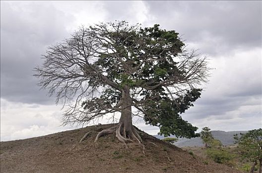古树,尼加拉瓜,中美洲