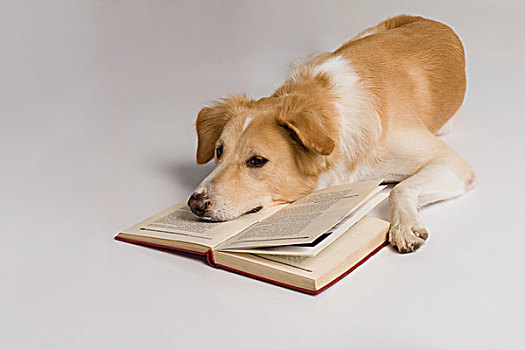 狗,书本