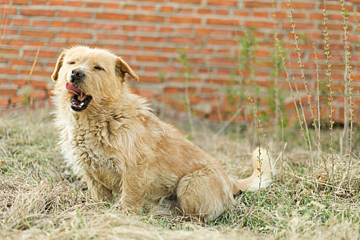 狗犬