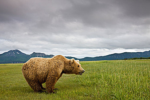美国,阿拉斯加,卡特麦国家公园,棕熊,莎草,草,湾
