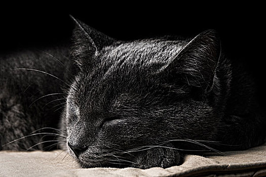 睡觉,暗色,灰色,猫,黑色背景