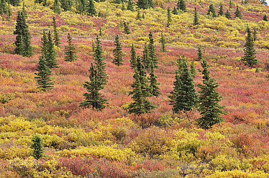 苔原,德纳利国家公园和自然保护区,阿拉斯加,美国