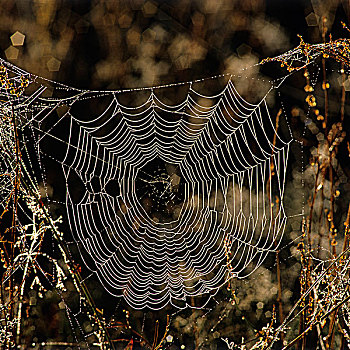 蜘蛛网图片