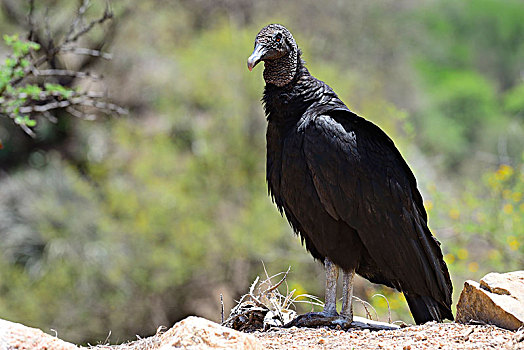 黑美洲鹫,阿根廷,南美