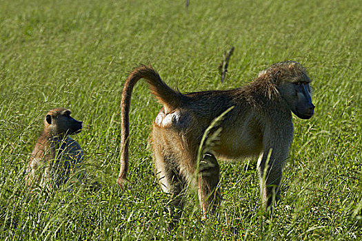 大狒狒,豚尾狒狒,万基国家公园,津巴布韦,非洲