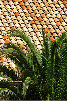屋顶,棕榈树