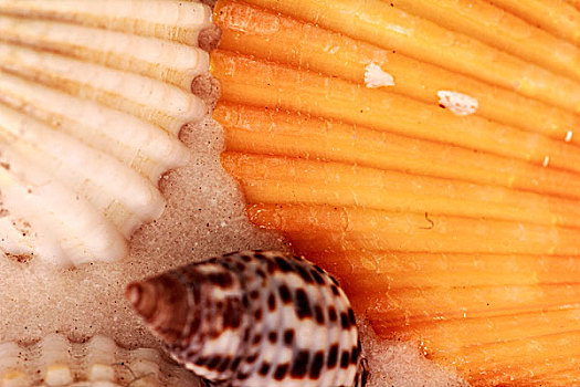 贝壳,海螺壳,特写,微距