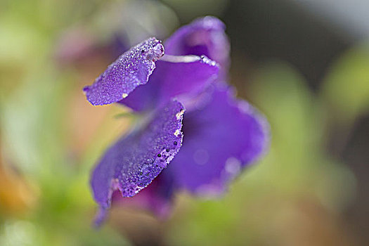 露珠,花瓣,紫色,三色堇,花,绿色,自然,背景