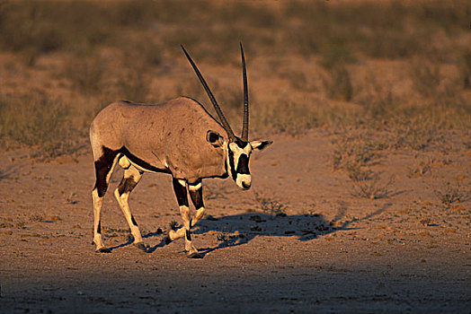 南非,卡拉哈迪大羚羊国家公园,南非大羚羊,羚羊,照亮,早晨,太阳,干燥,河床,卡拉哈里沙漠