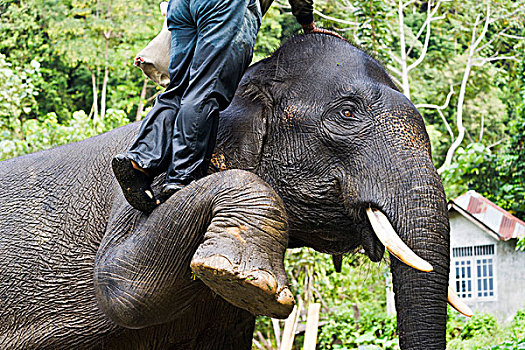 驱象者,攀升,亚洲象,象属,边界,古农列尤择国家公园,苏门答腊岛,印度尼西亚,亚洲