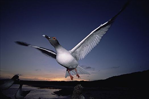 海鸥,燕尾鸥,本土动植物,只有,夜出型动物,远洋,黄昏,进食,远处,外滨,赫诺韦萨岛,加拉帕戈斯群岛,厄瓜多尔