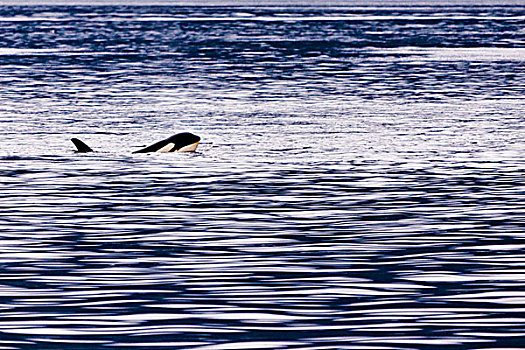 逆戟鲸,笔直,靠近,温哥华岛,不列颠哥伦比亚省