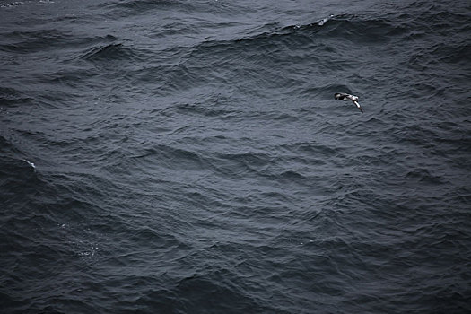 大海上飞翔的南极海鸥