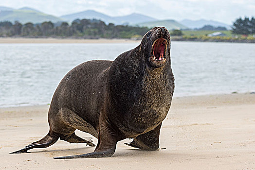 新西兰海狮,成年,雄性动物,海滩,叫,湾,南部地区,新西兰,大洋洲