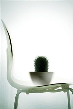 仙人掌,植物,椅子