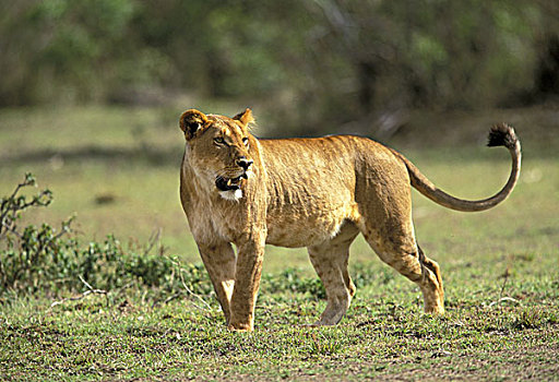 肯尼亚,马塞马拉野生动物保护区,母狮,狮子