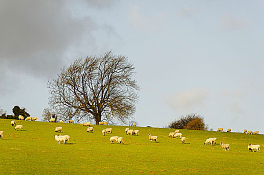 绵羊,地点,冬天