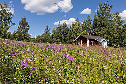房子,花,草地,芬兰,欧洲