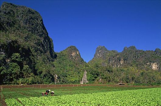 泰国,清莱,农业,地点,喀斯特地貌,悬崖