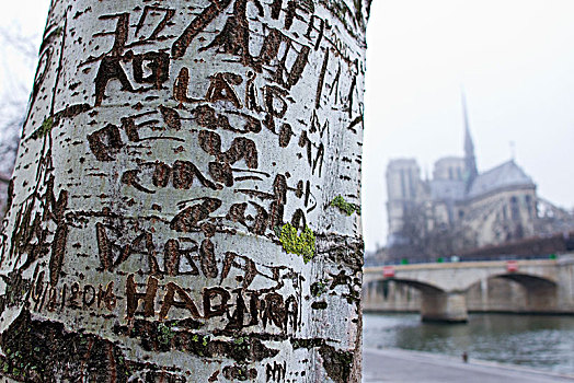 法国,巴黎,港口,雕刻,树皮,树干,背景,巴黎圣母院