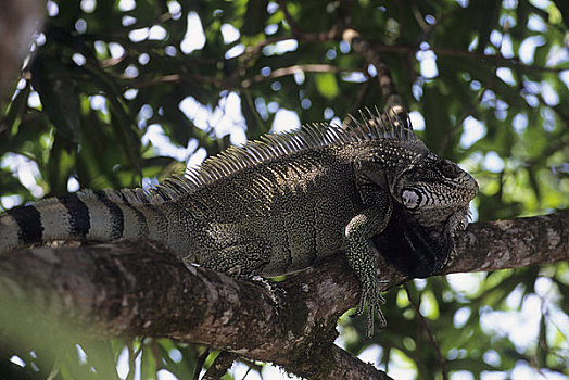 委内瑞拉,卡奈伊玛国家公园,鬣蜥蜴,树上