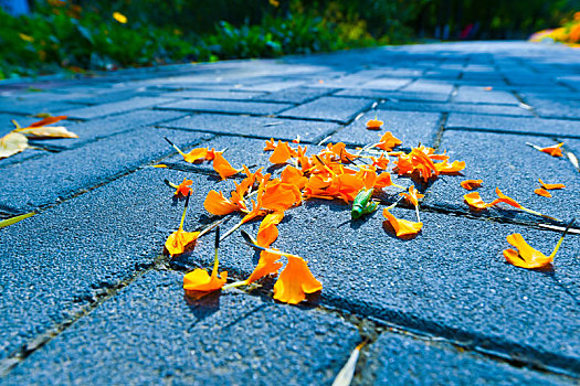 人行道上的橙色菊花花瓣