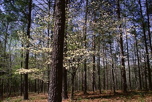 松树,山茱萸,靠近,伯明翰,阿拉巴马,美国