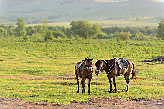 草原上两匹马
