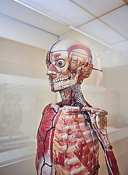 解剖模型,卫生,博物馆,德累斯顿