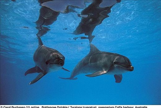 宽吻海豚,哺乳动物,海洋动物,澳大利亚,水下,动物