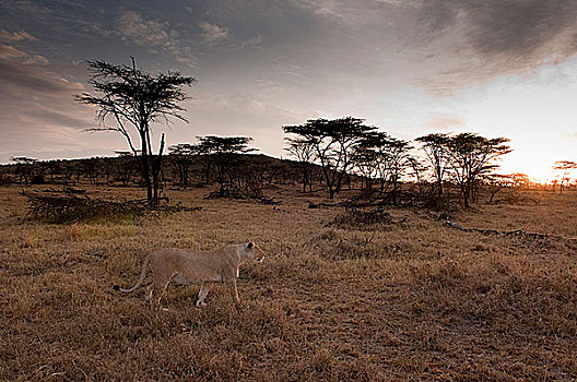非洲,肯尼亚,马赛马拉,狮子,大草原