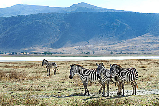 斑马,高温,恩戈罗恩戈罗火山口,恩格罗恩格罗,保护区,世界遗产,坦桑尼亚,非洲