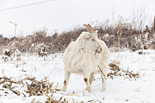 雪中羊群