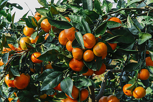 树,水果,柑桔,户外,黄色
