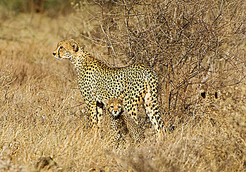 肯尼亚,萨布鲁国家公园,印度豹,两个,幼仔
