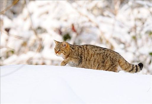 野猫科动物,斑貓,走,雪,巴伐利亚,德国
