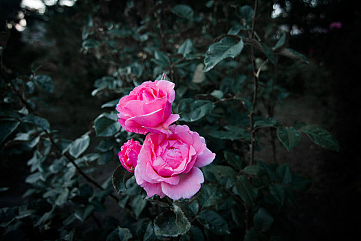 月季玫瑰花