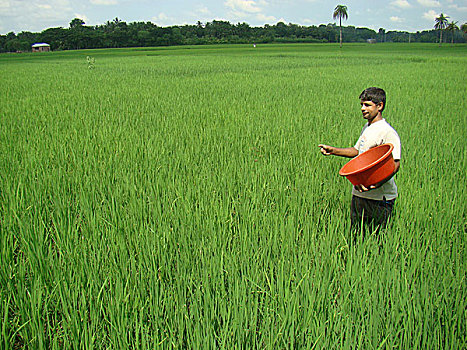 一个,男人,肥料,稻田,孟加拉,九月,2009年
