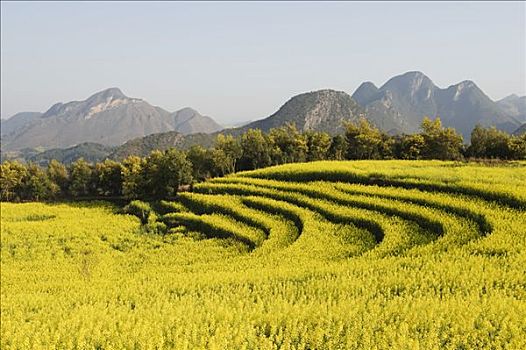 中国,云南,罗平,油菜籽,花,开花