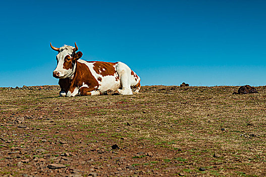 葡萄牙,马德拉岛,母牛,坐,顶端,马鞍