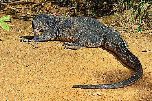 水,监控,巨蜥属,波隆纳鲁沃古城,北方,中央省,斯里兰卡,亚洲