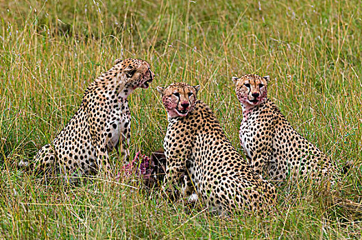 印度豹,猎豹,吃,角马,杀,马赛马拉国家保护区,肯尼亚