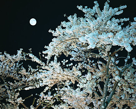 樱花,满月,夜晚