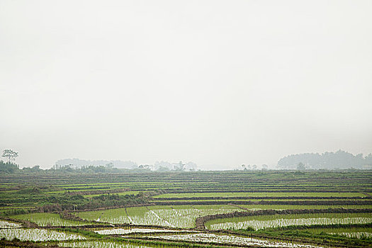 中国,广西,阳朔,稻田