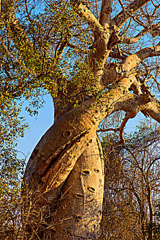 马达加斯加穆龙达瓦morondava猴面包树情侣树