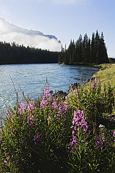 弓河,弓形谷,班芙国家公园,艾伯塔省,加拿大