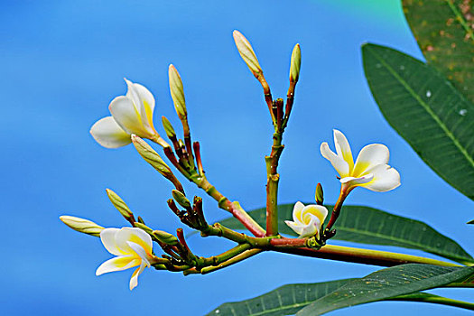 鸡蛋花,花卉,鲜花