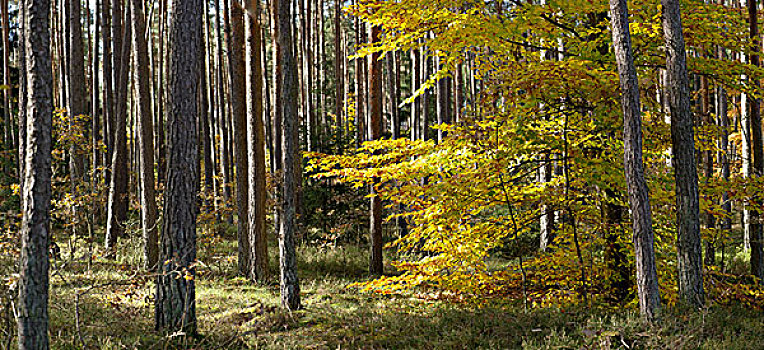 树林,普拉蒂纳特,巴伐利亚,德国